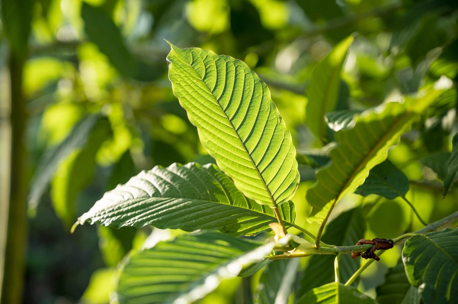 Find Your Favorite Kratom Blend to Buy Kratom Tea Chiang Mai – Popup CNX