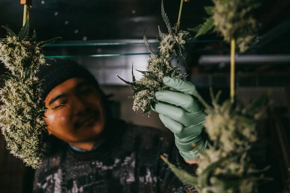 Cannabis Madrid | Quality & Safety by Clubs Cannabis Madrid