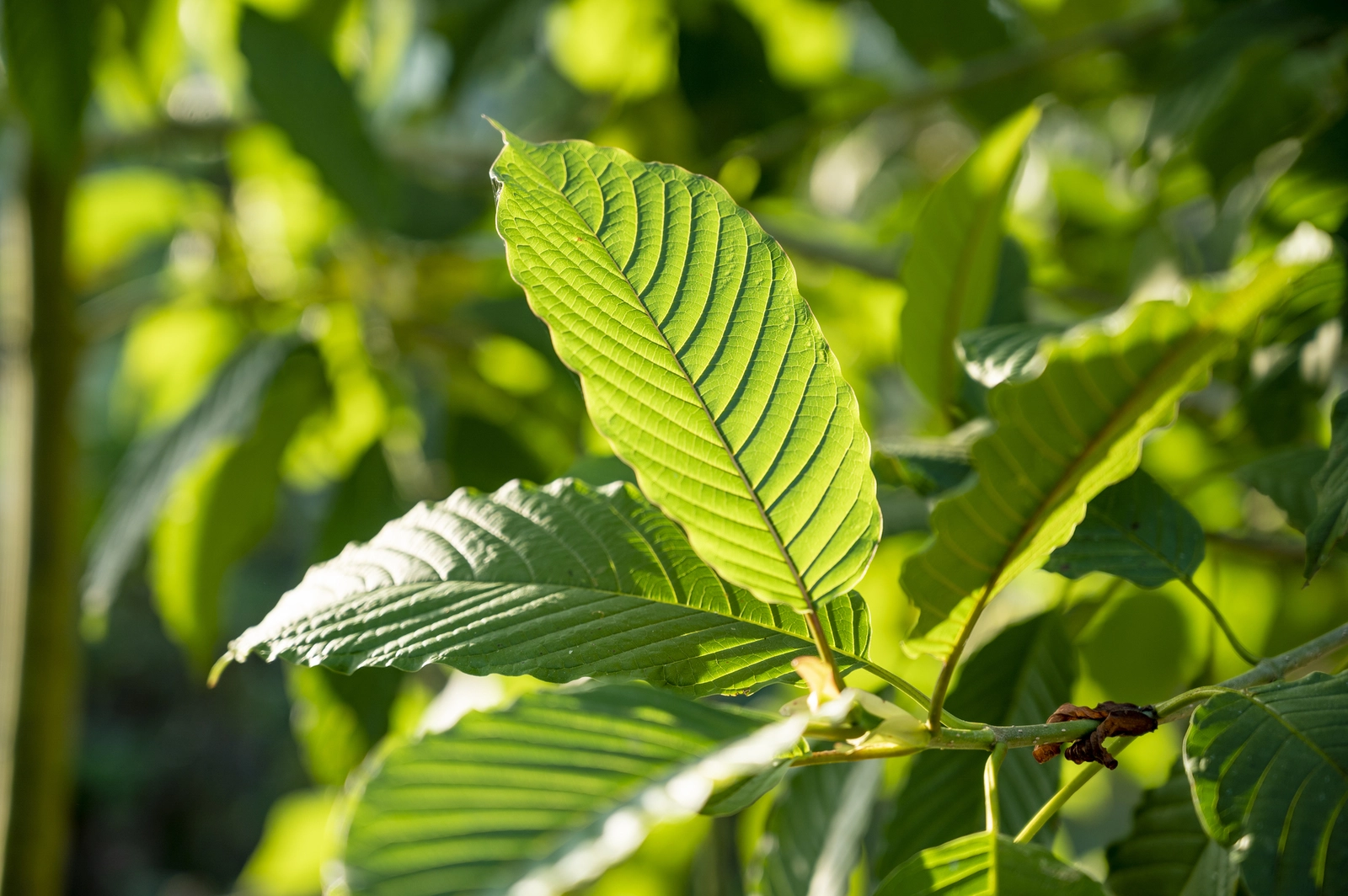 Find Your Favorite Kratom Blend to Buy Kratom Tea Chiang Mai – Popup CNX