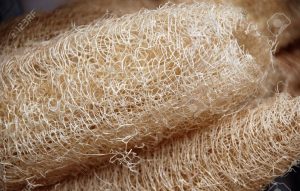 3024449-loofa-loofah-luffa-raw-material